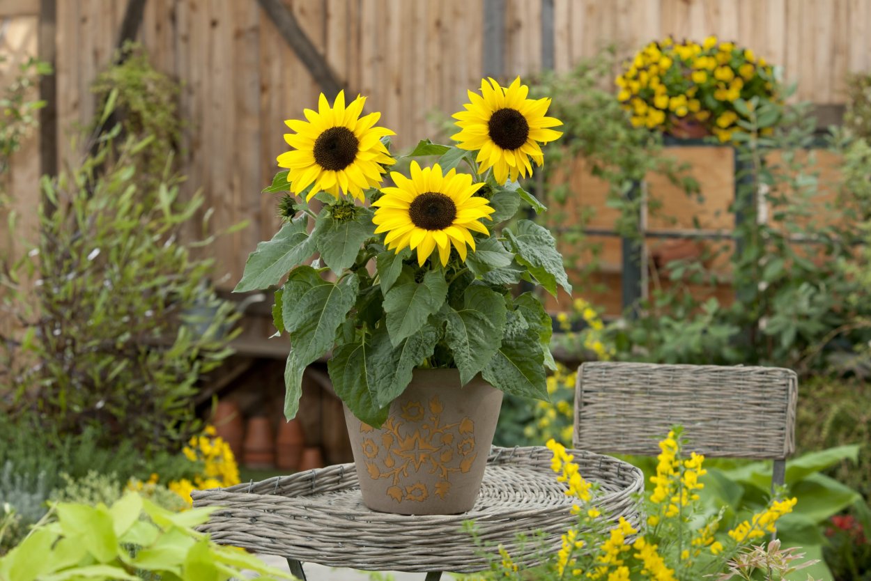 Подсолнечник декоративный Санспот