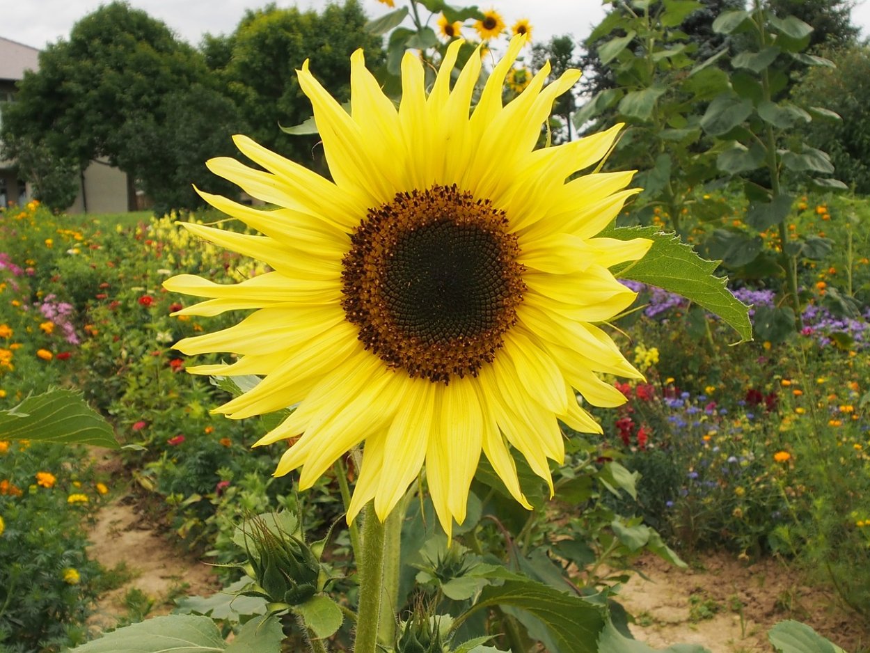 Подсолнечник однолетний Бамбино