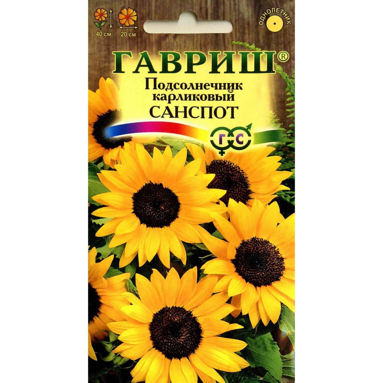 Подсолнух сорт Pacino