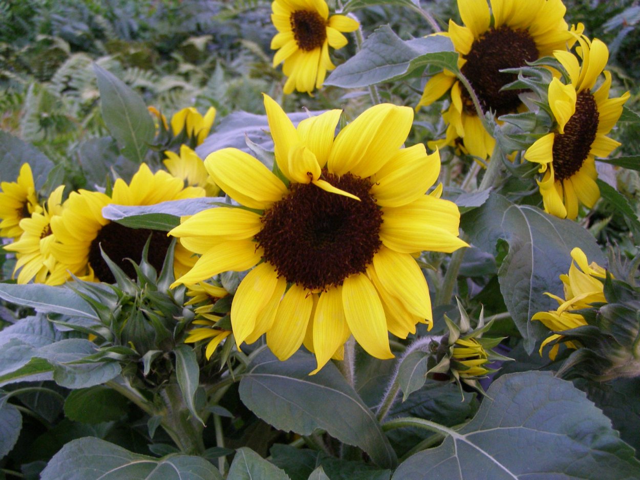 Гелиантус Медвежонок Тедди