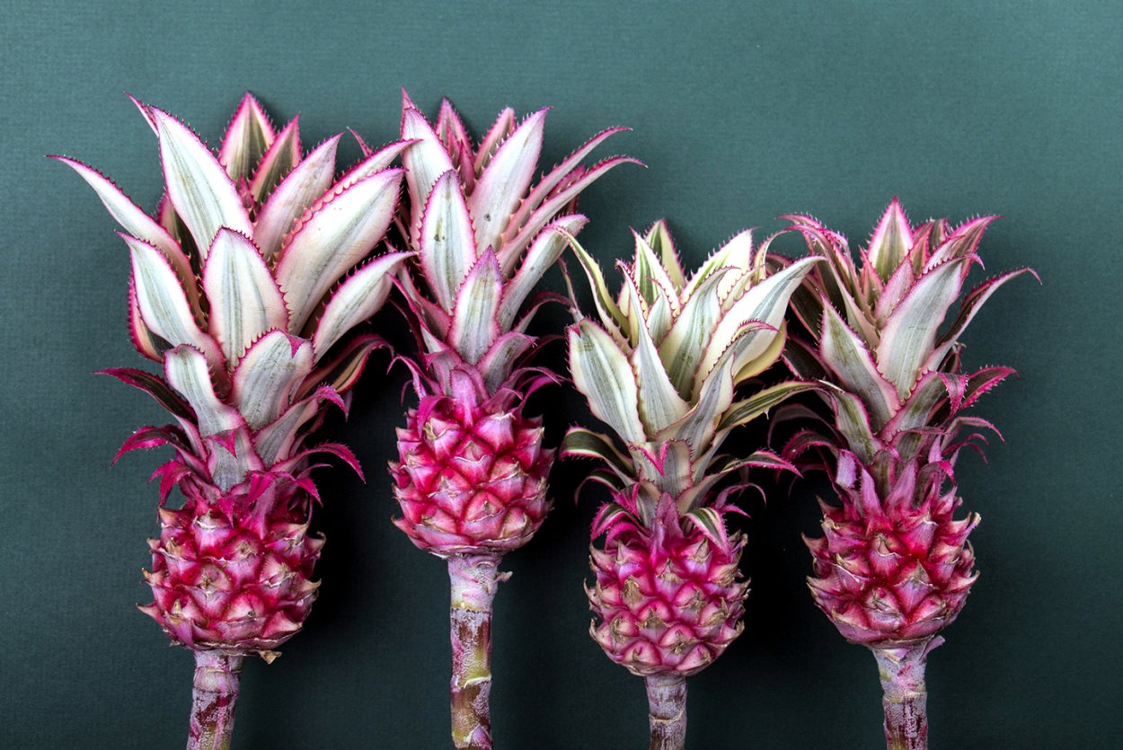 Морской ананас