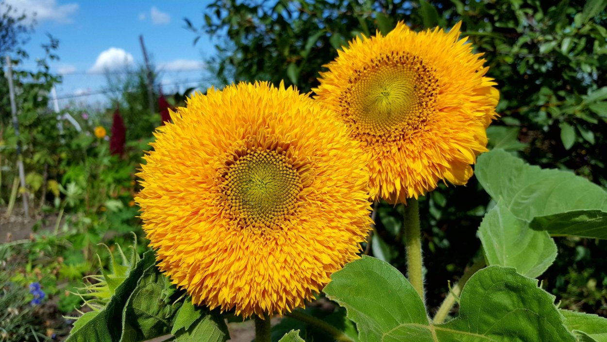 Подсолнечник Solara