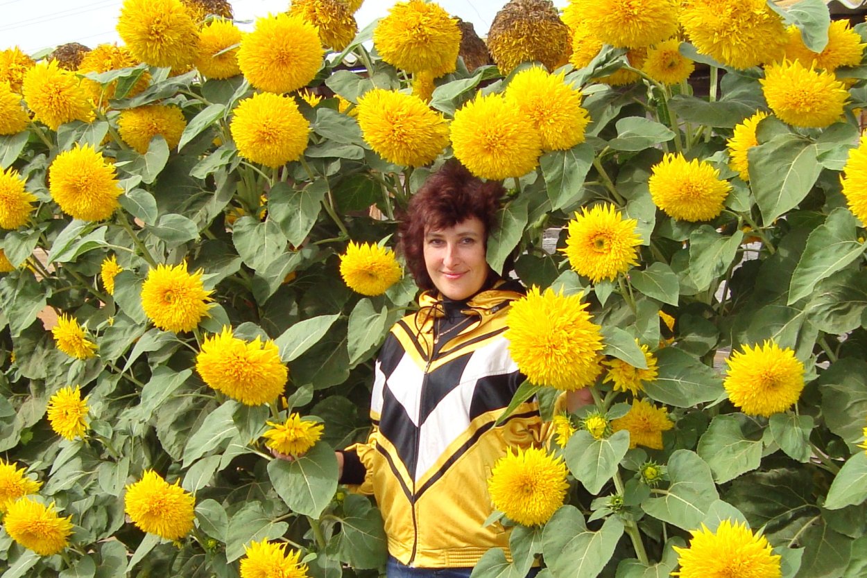 Подсолнечник Санспот