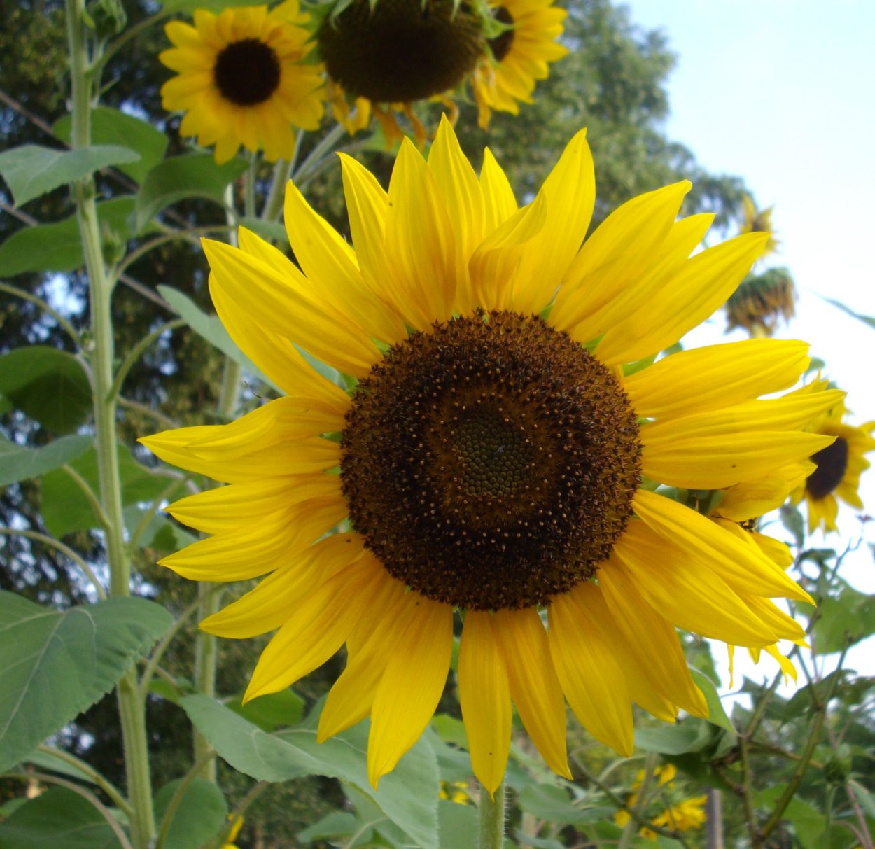 Подсолнечник однолетний Бамбино