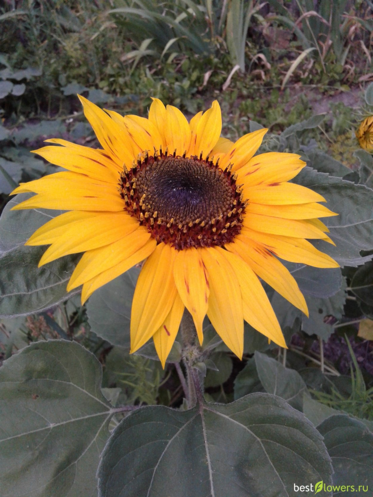 Подсолнечник карликовый Мисс Саншайн