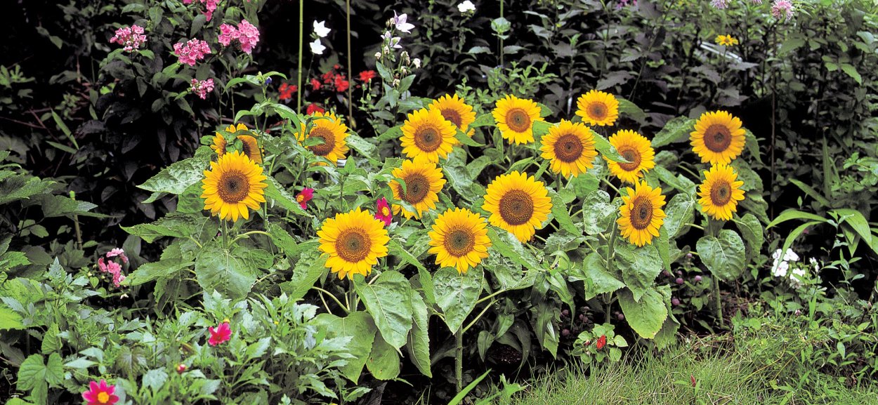 Низкорослый подсолнечник Солнечный круг