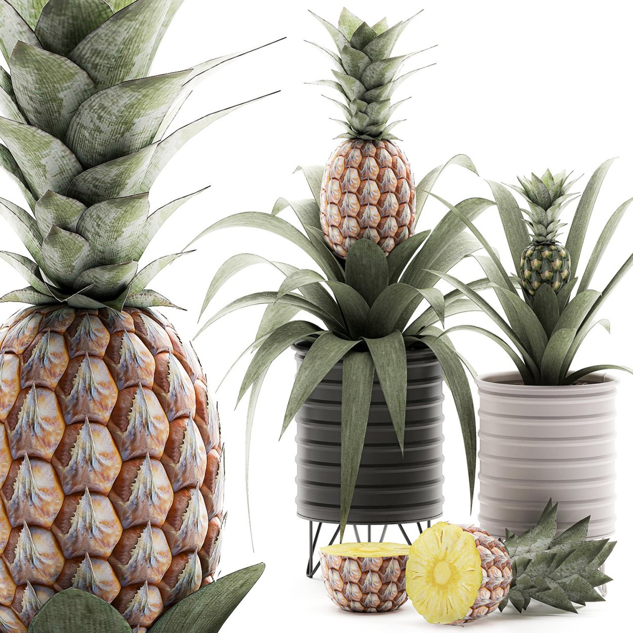 Capella тропические ананасы