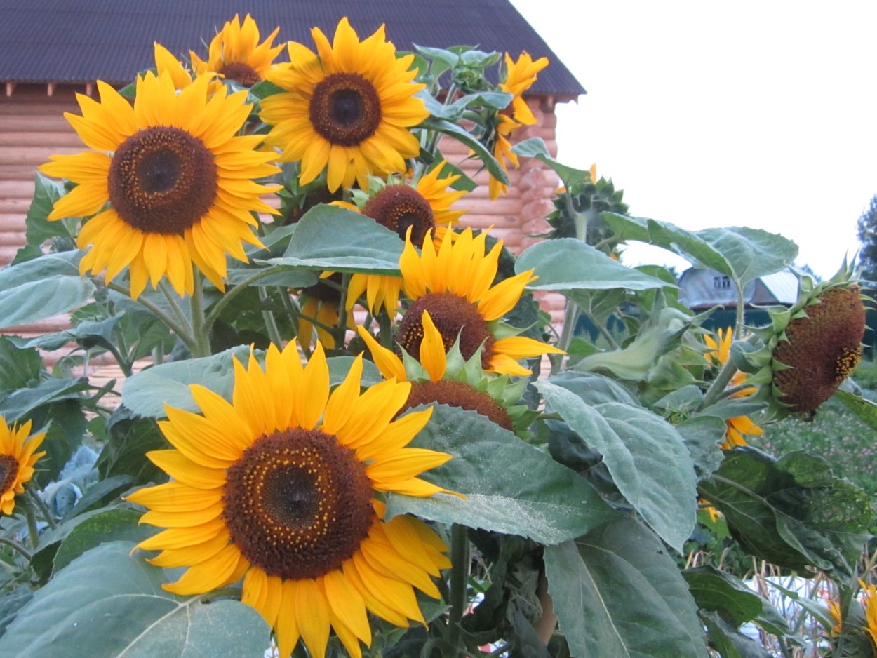 Подсолнечник карликовый Санспот