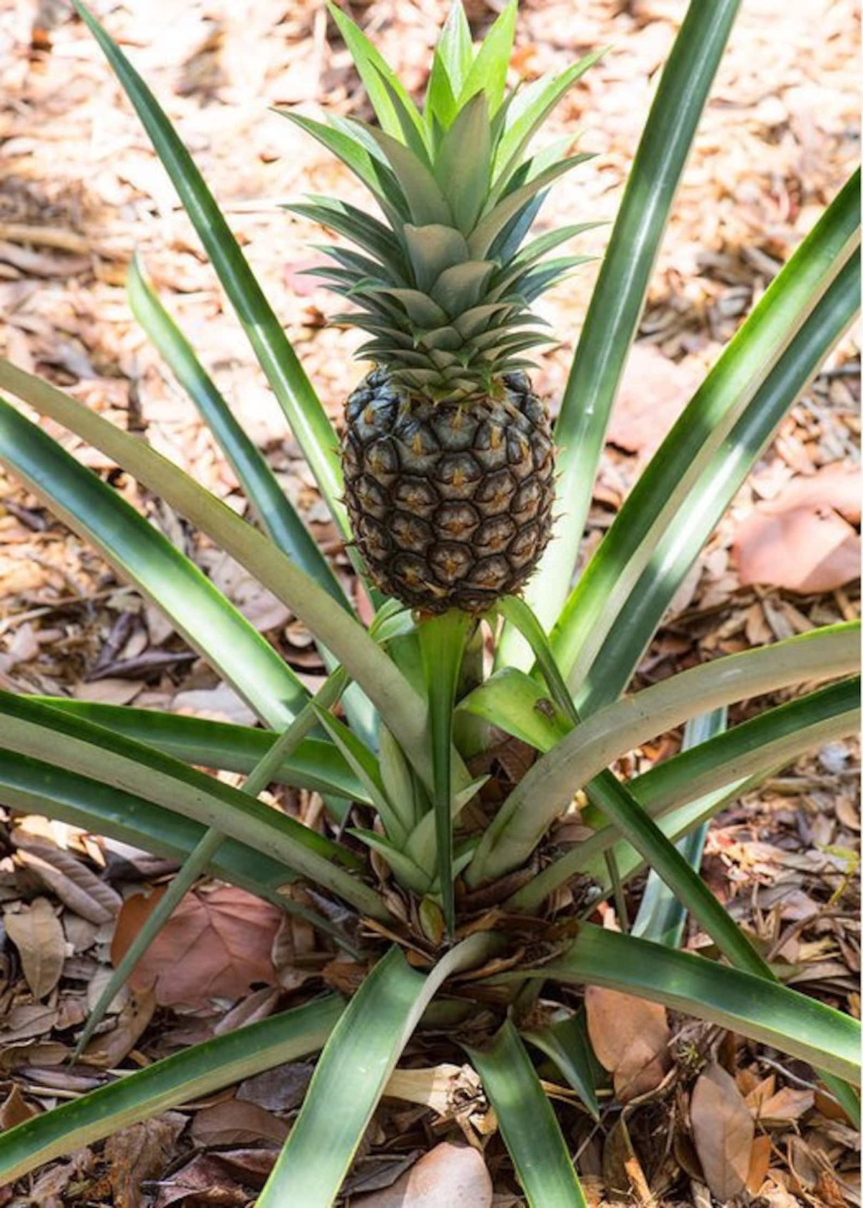 Чем полезен ананас