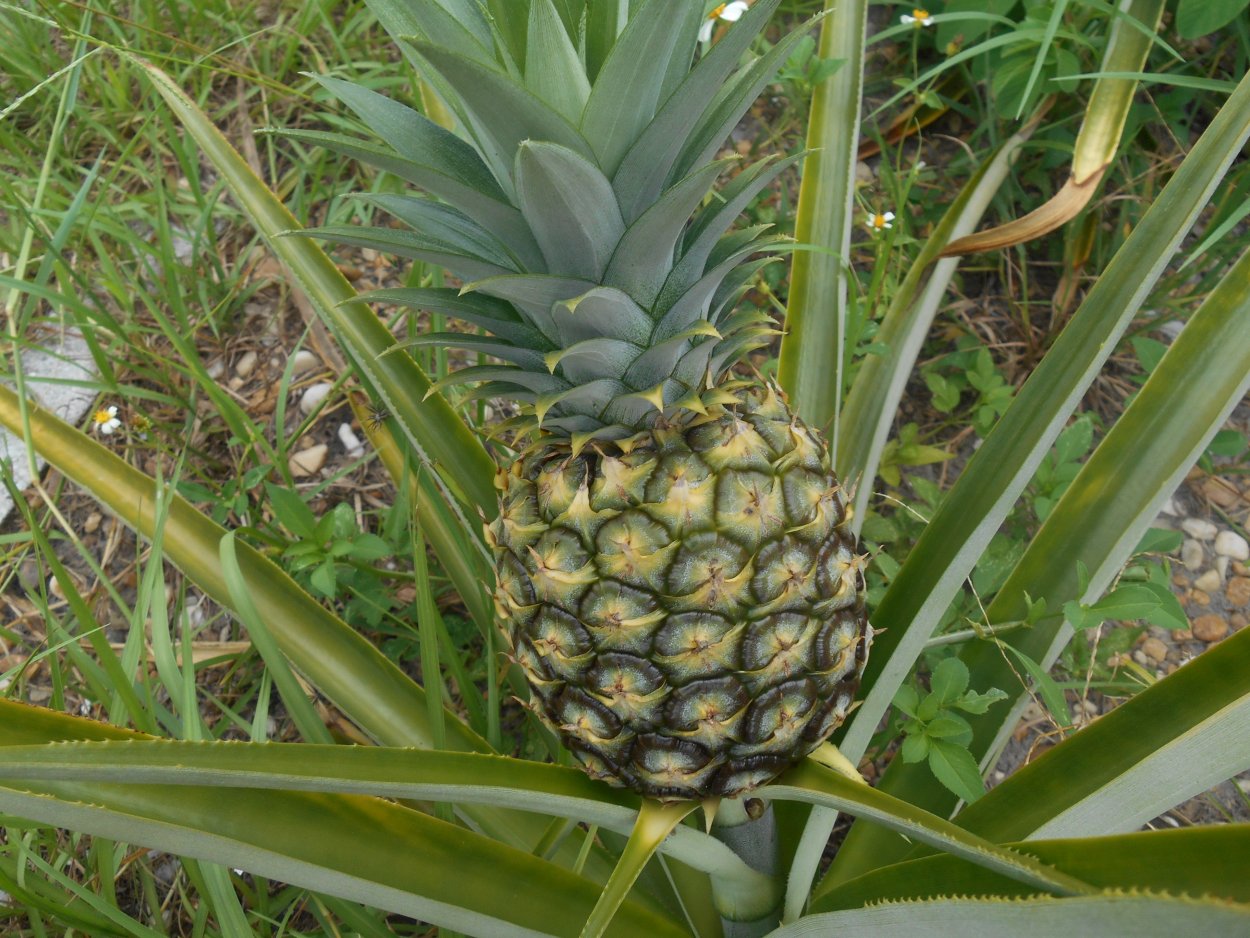 Ананас на голубом фоне