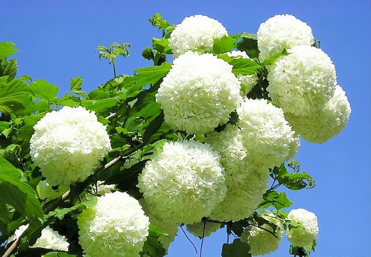 Букет невесты из жемчуга