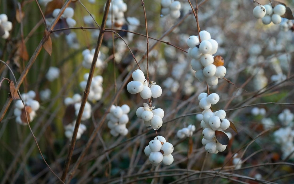 Снежноягодник кистевой
