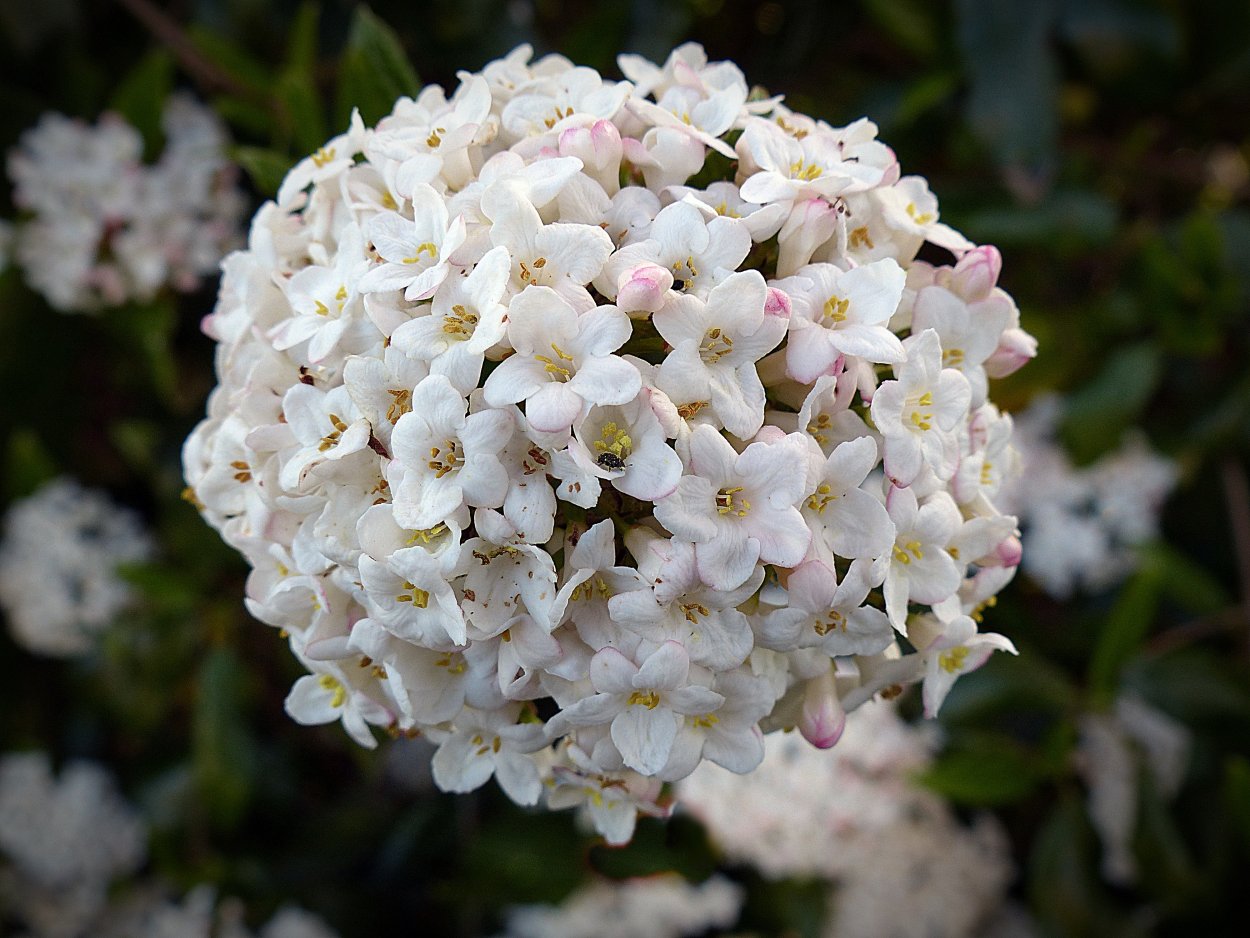 Альпийская травка