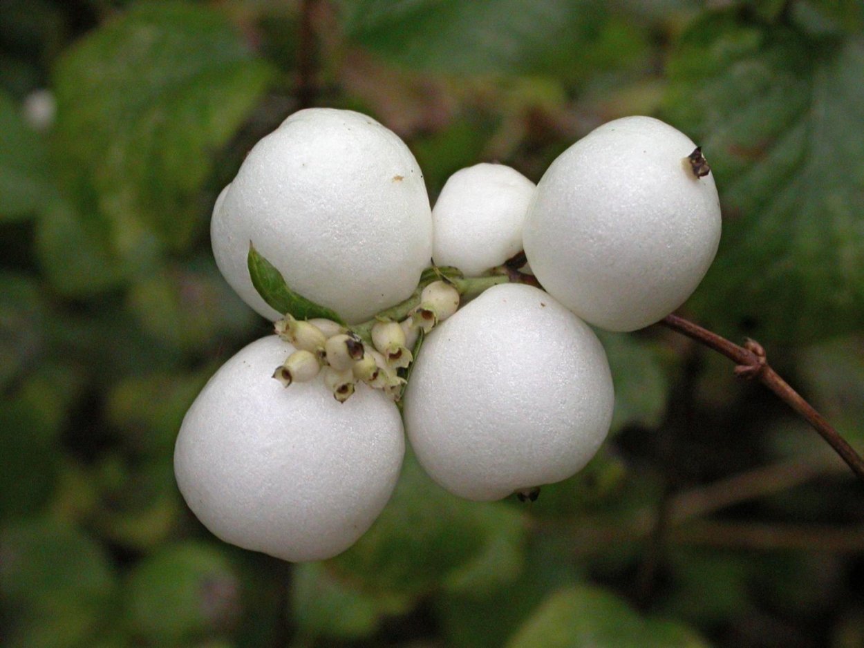 Снежноягодник белый цветы