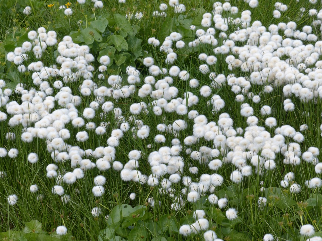 Хризантема Момоко