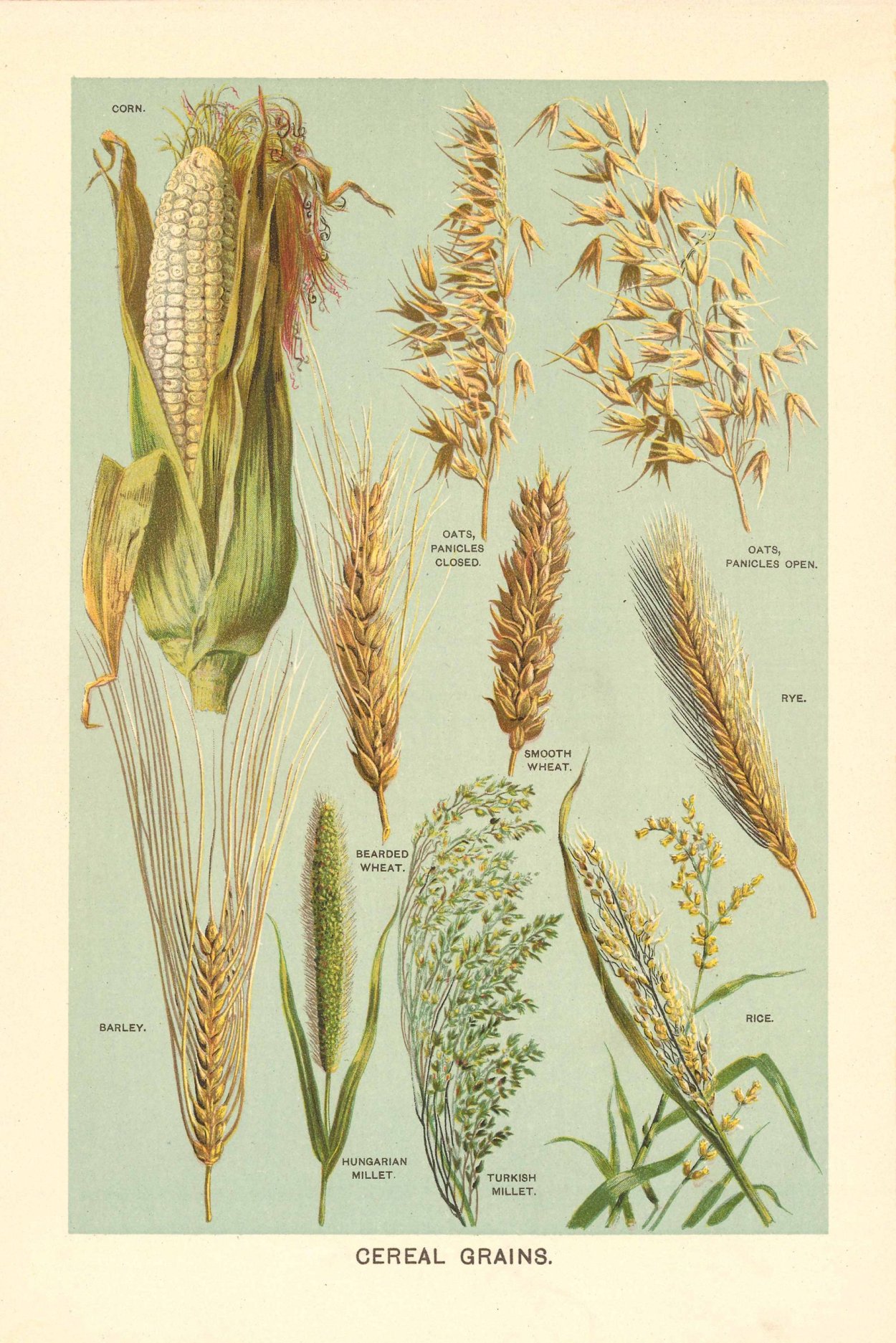 Пшеница гербарий