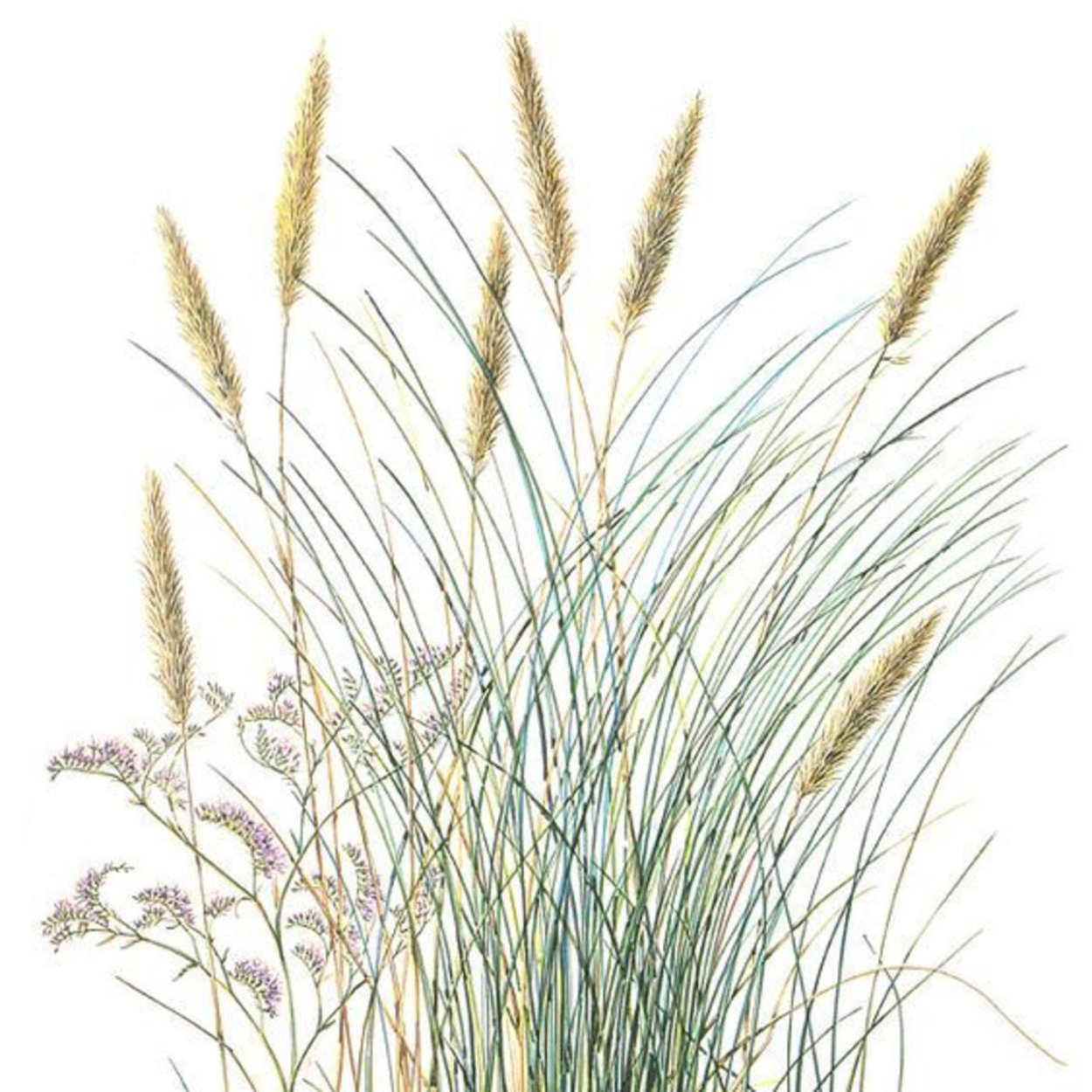 Трава цветными карандашами