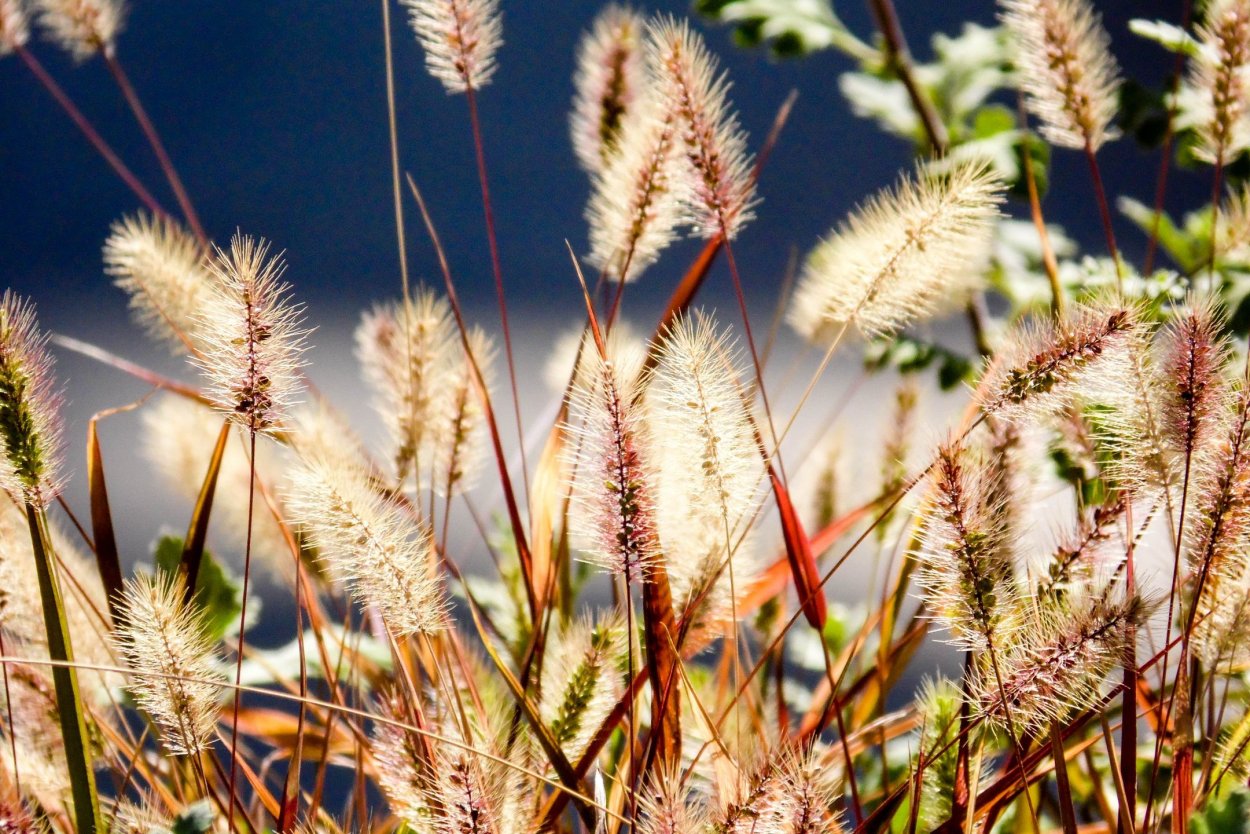 Колосок полевой