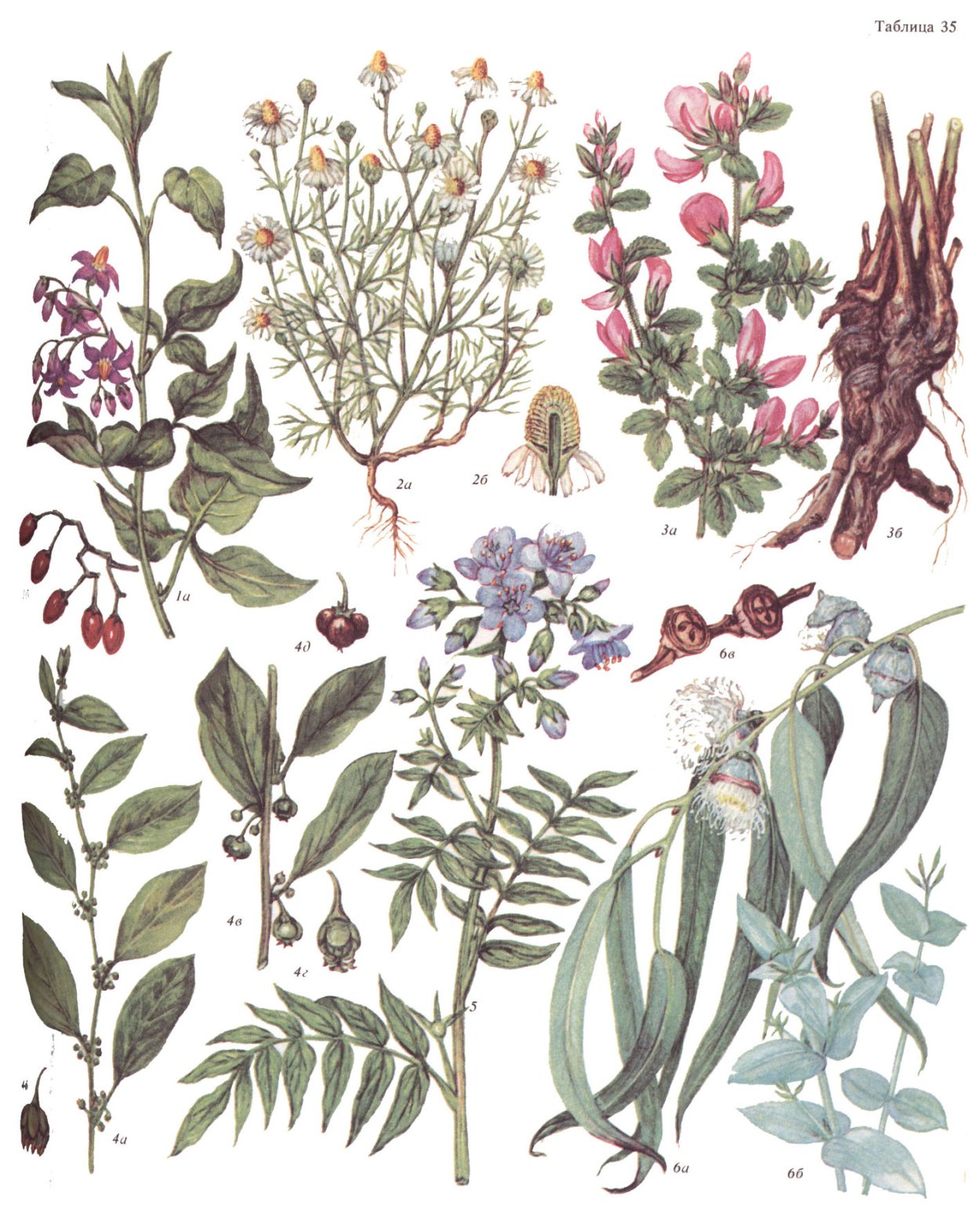 Лекарственные растения иллюстрации