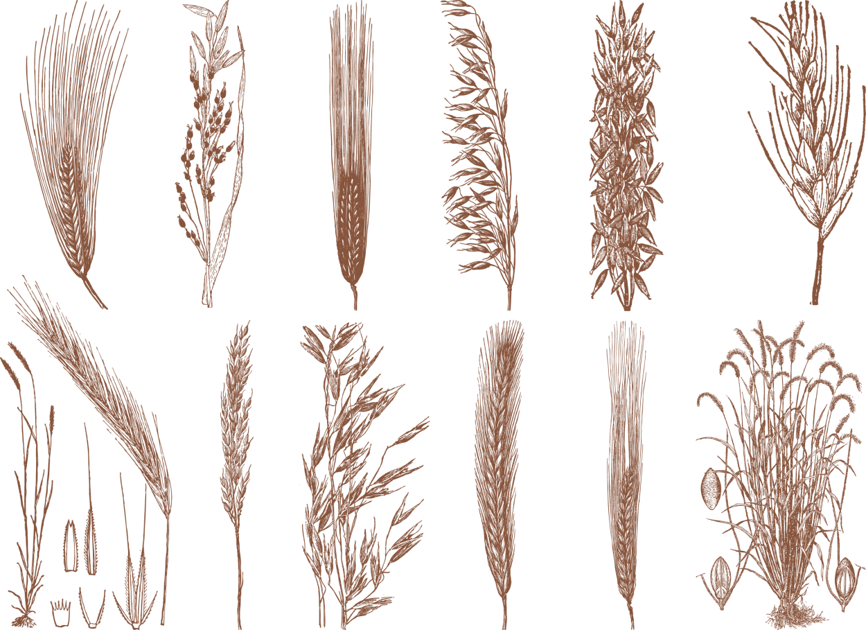 Злаки рисование