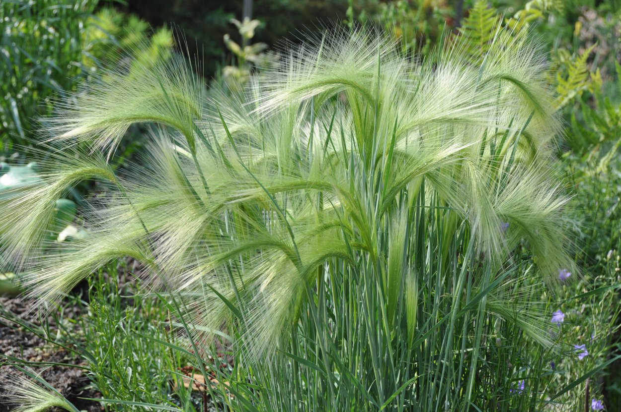 Декоративный ячмень гривастый