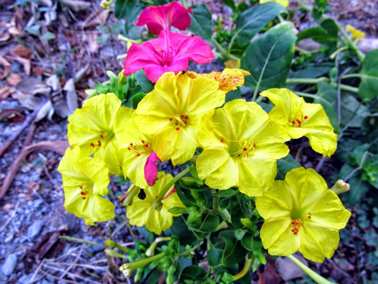 Мирабилис Иоланта