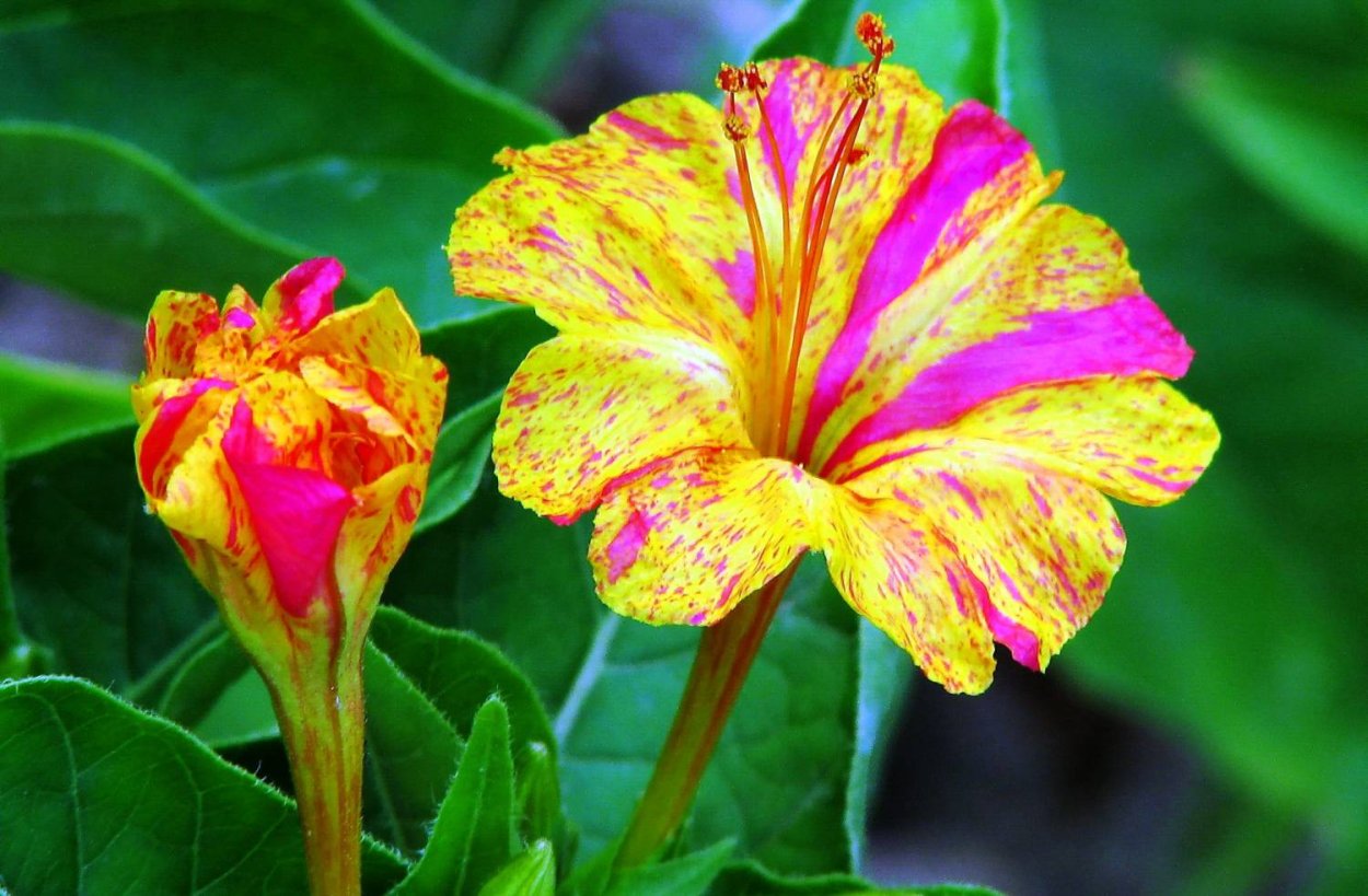 Mirabilis Jalapa пестролистность