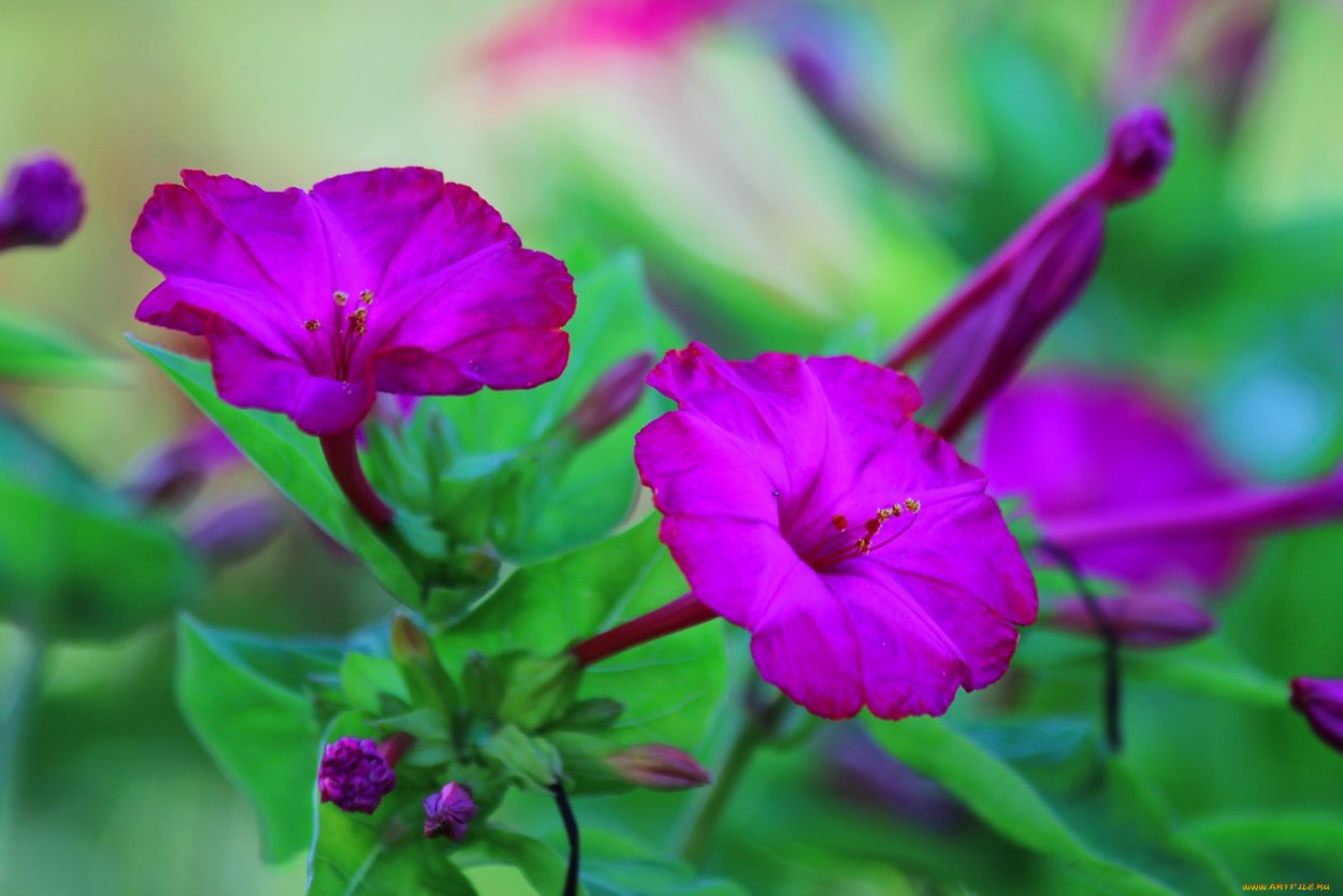 Мирабилис цветок