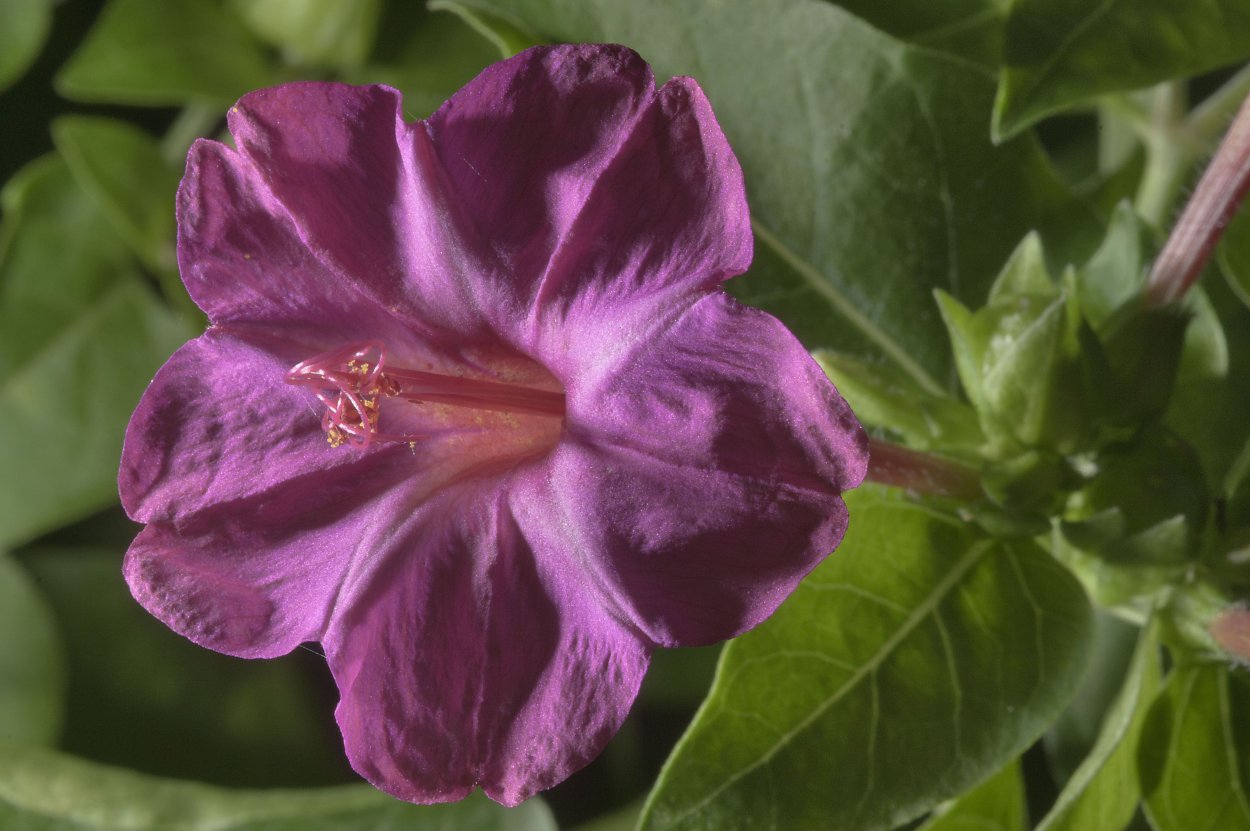 Мирабилис Иоланта