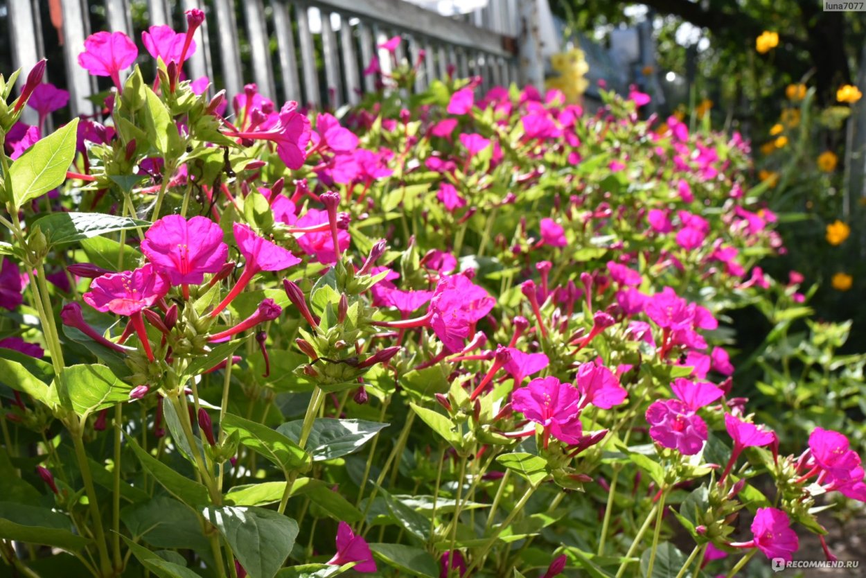 Мирабилис ботаника