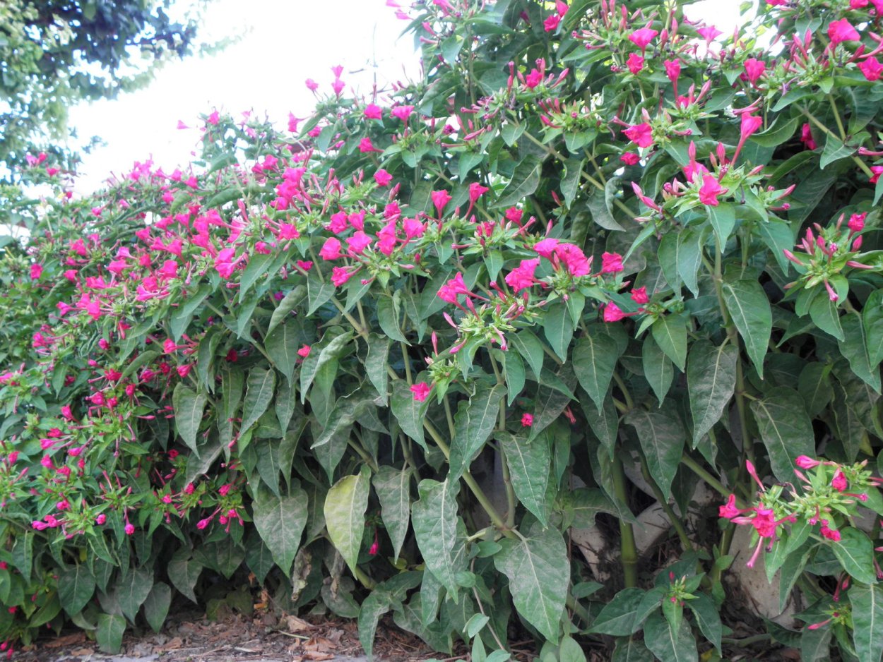 Мирабилис Дракоша