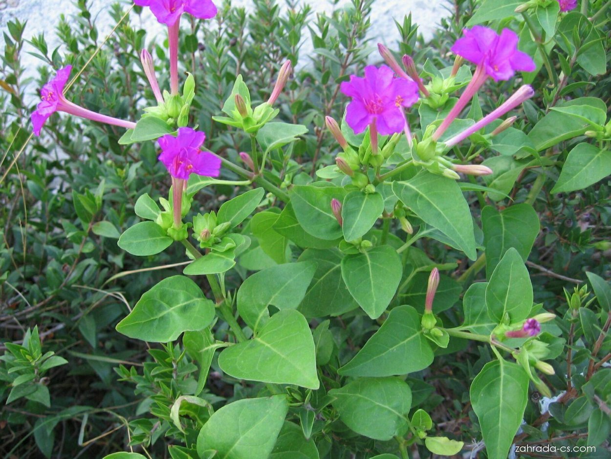 Мирабилис клубни