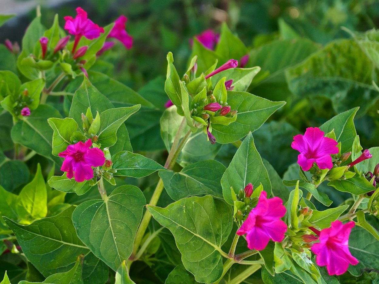 Мирабилис, ночная красавица (Mirabilis)