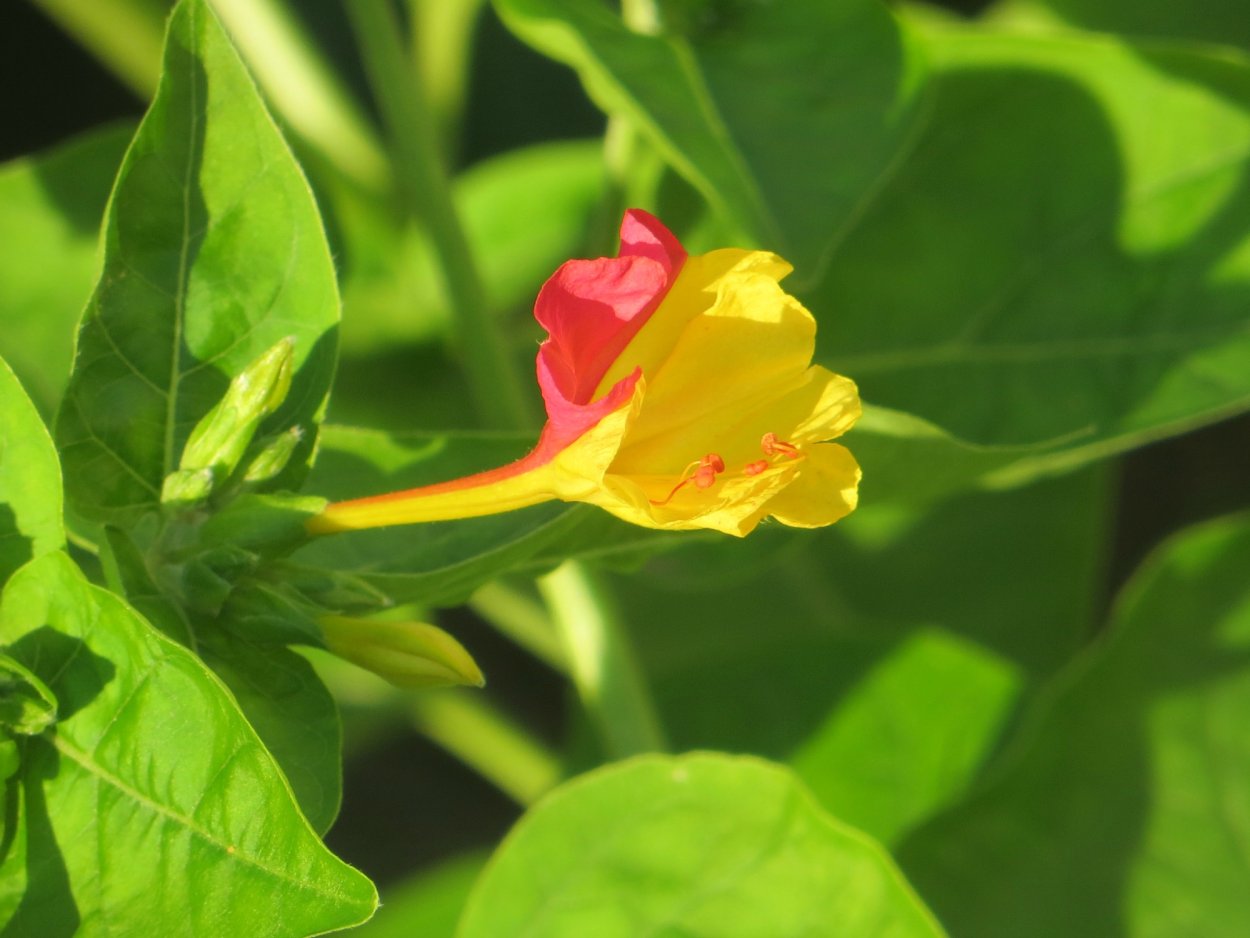 Мирабилис на клумбе