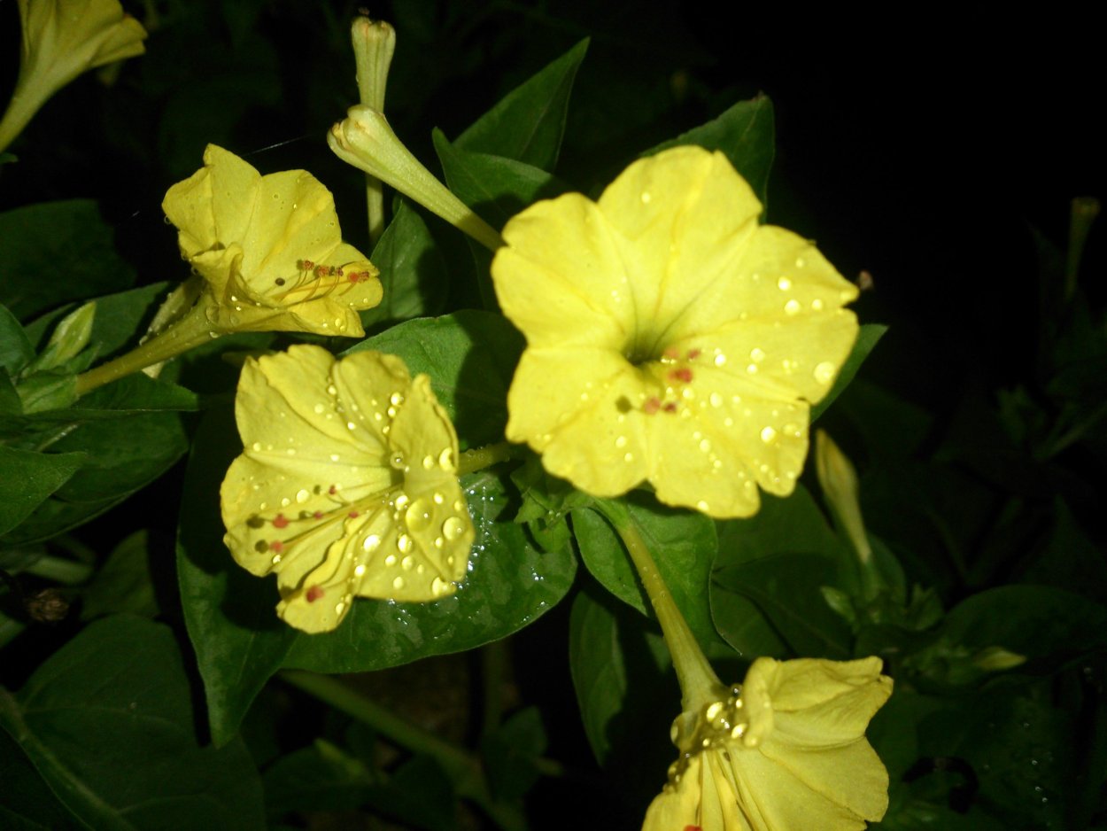 Мирабилис Дракоша