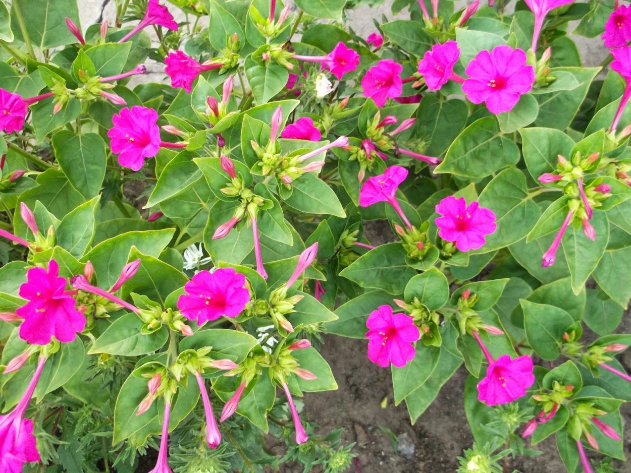 Мирабилис ялапа цветок