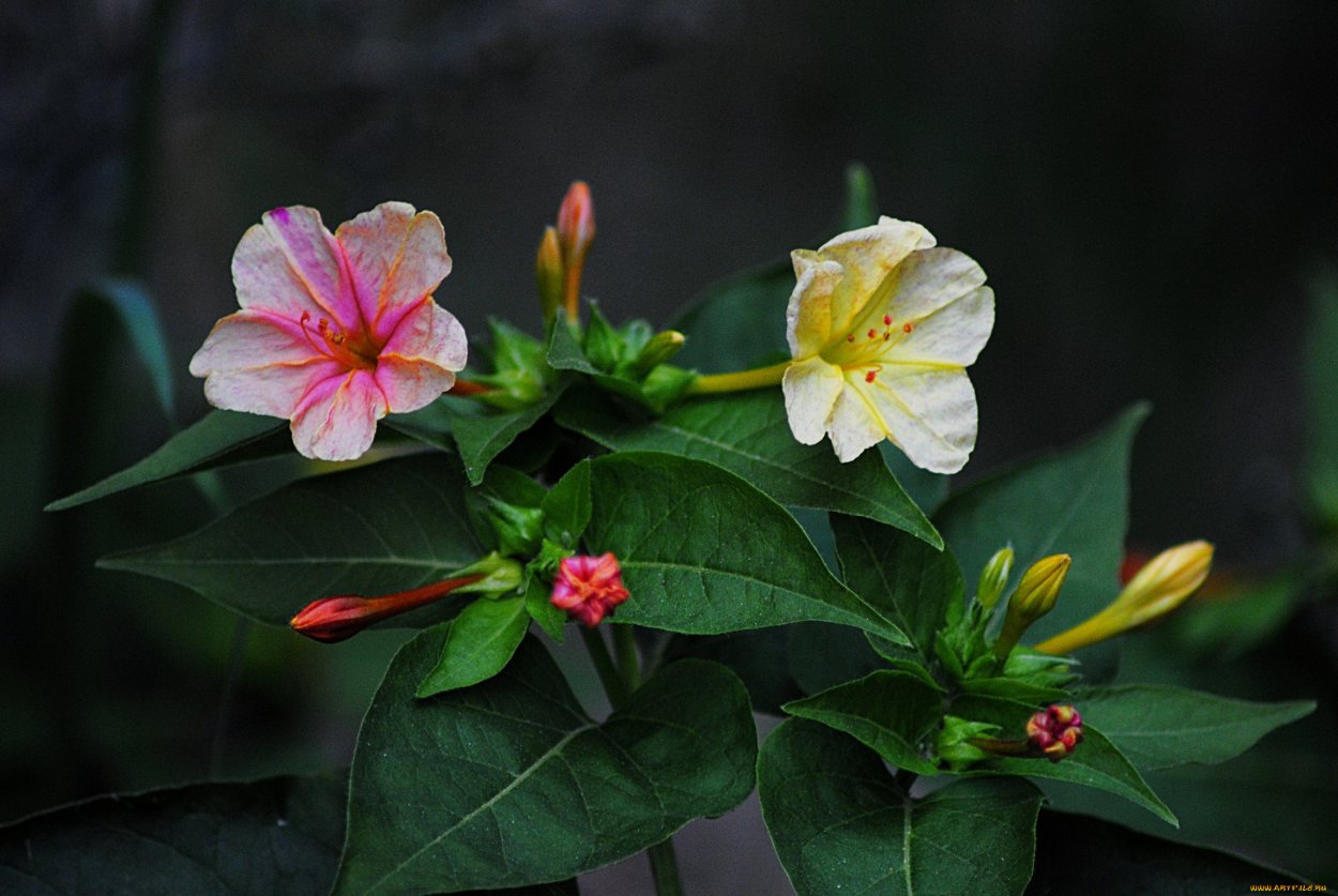 Мирабилис цветок