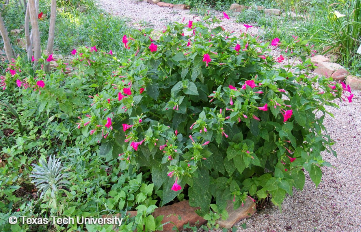 Цветок ночная красавица мирабилис