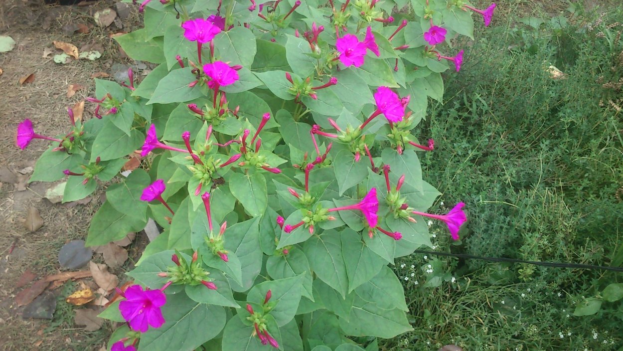 Mirabilis Jalapa пестролистность
