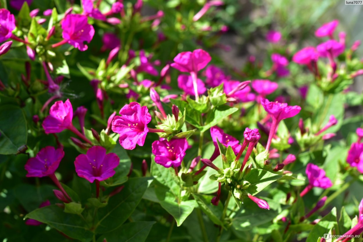 Мирабилис на клумбе