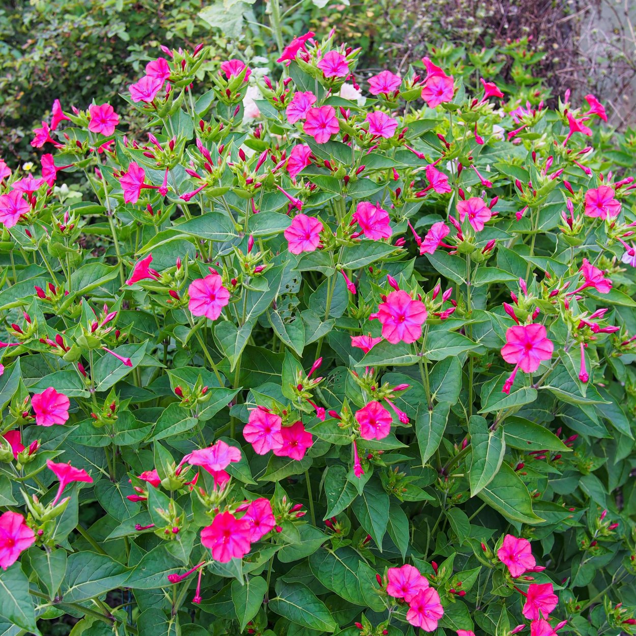 Мирабилис ночная фиалка