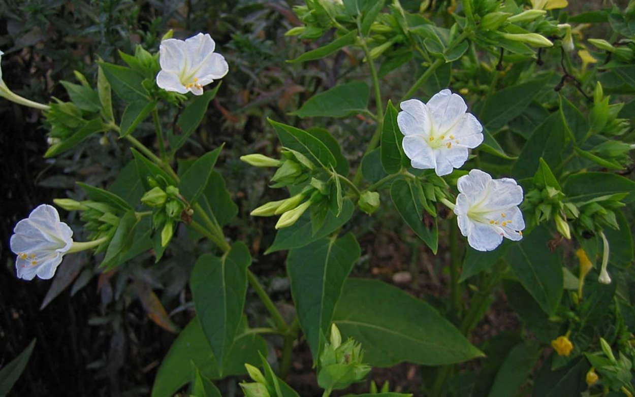 Мирабилис Иоланта