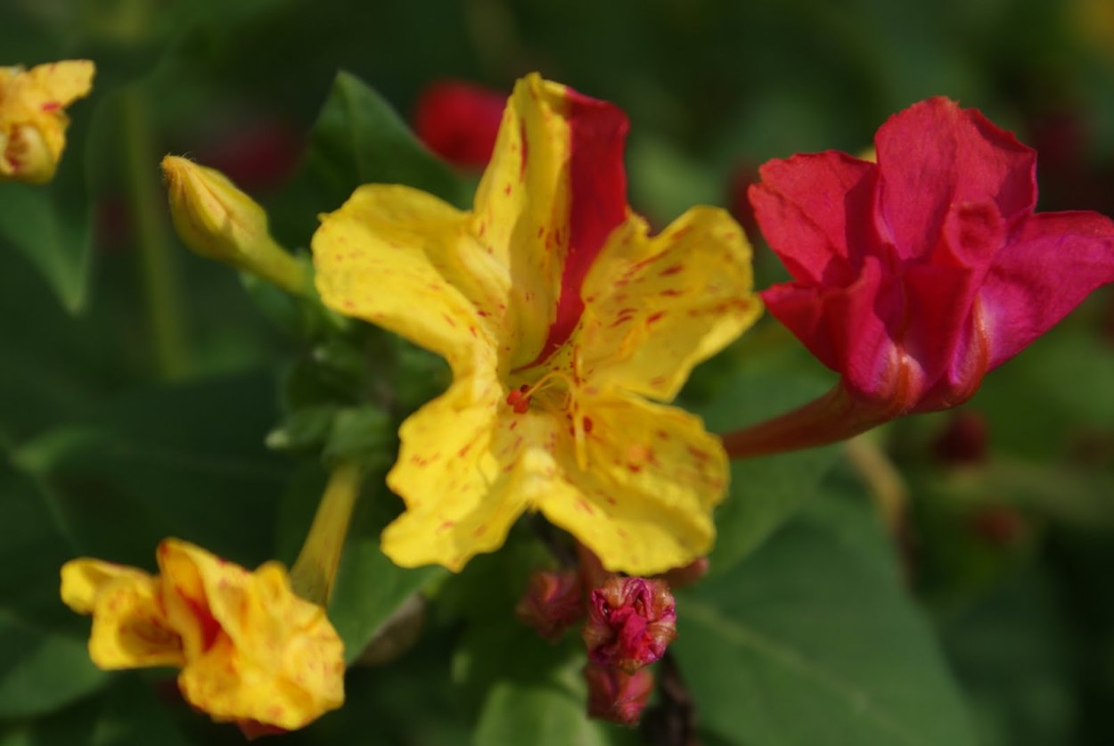 Мирабилис (ялапа)