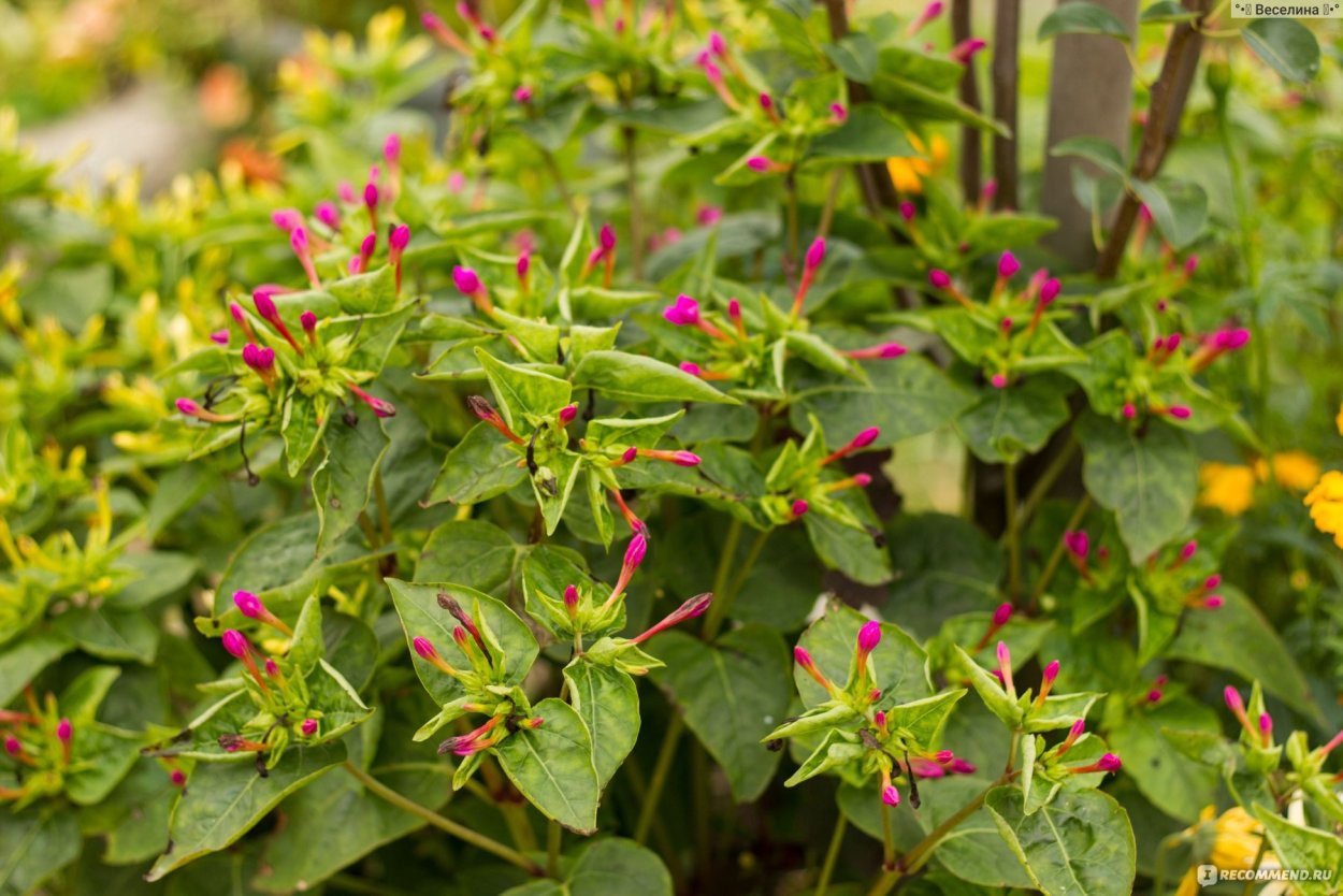 Мирабилис пурпурный