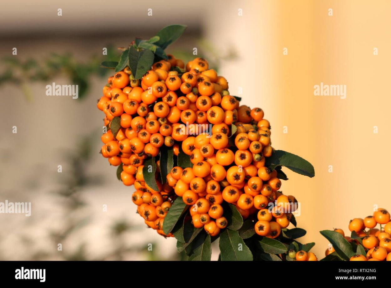 Пираканта на белом фоне