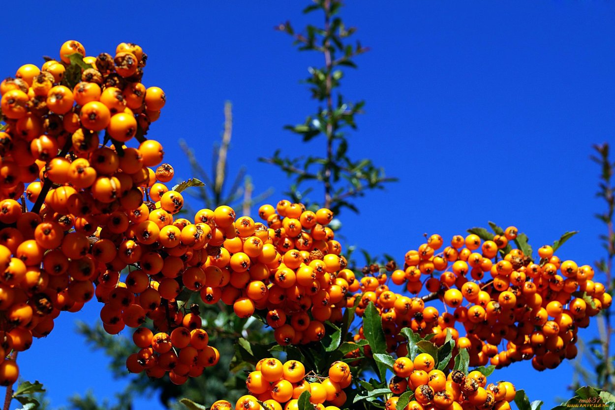 Пираканта съедобная