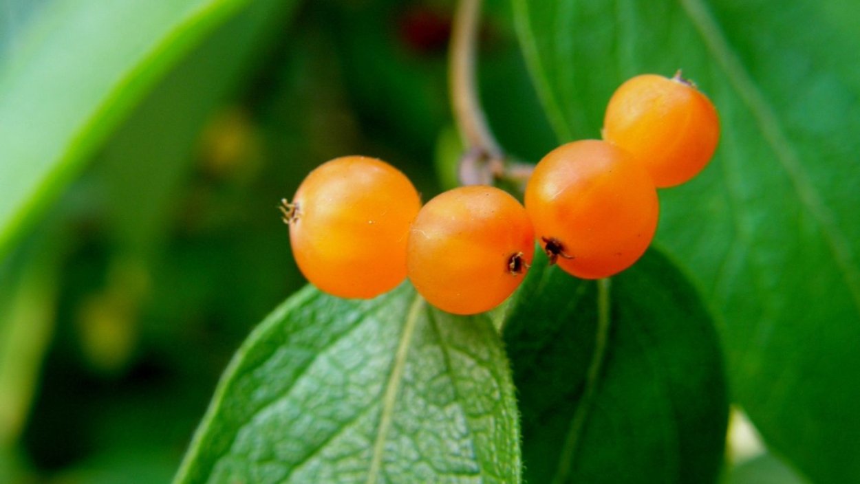 Калина оранжевая ягода