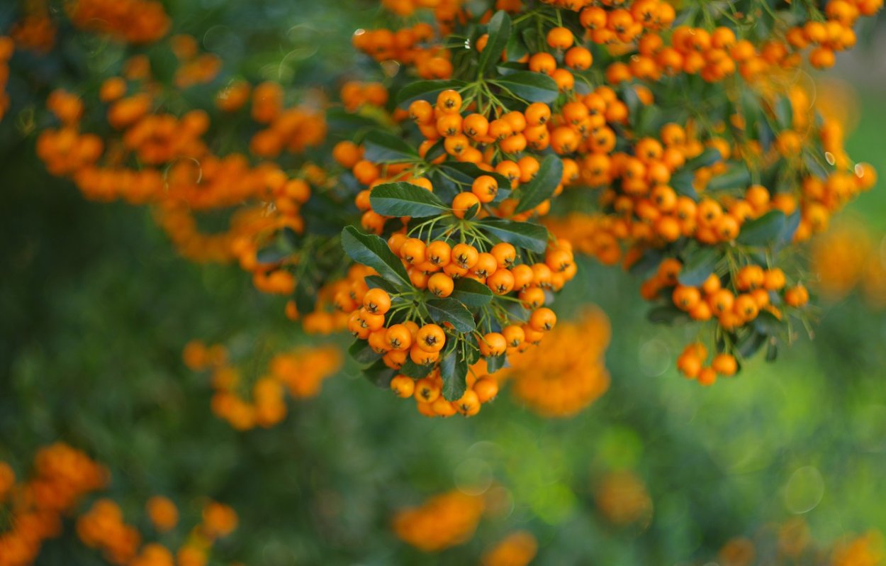 Облепиха гроздьями