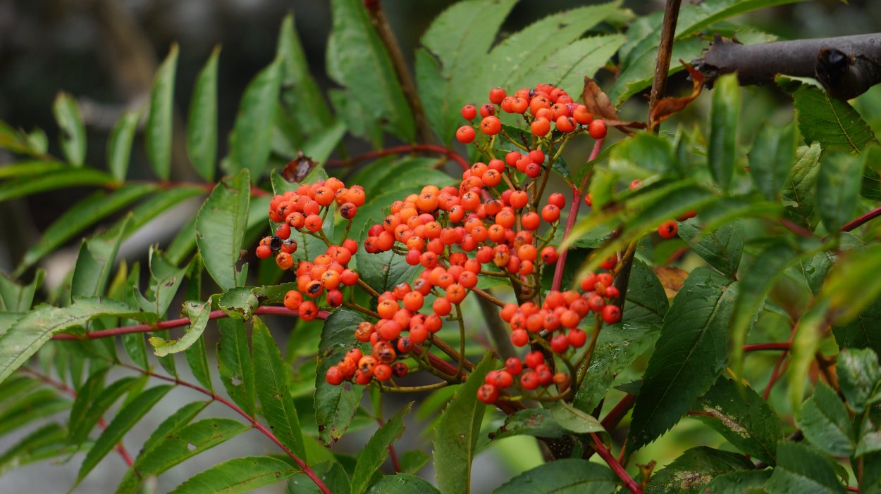Вечнозеленый кустарник с оранжевыми ягодами
