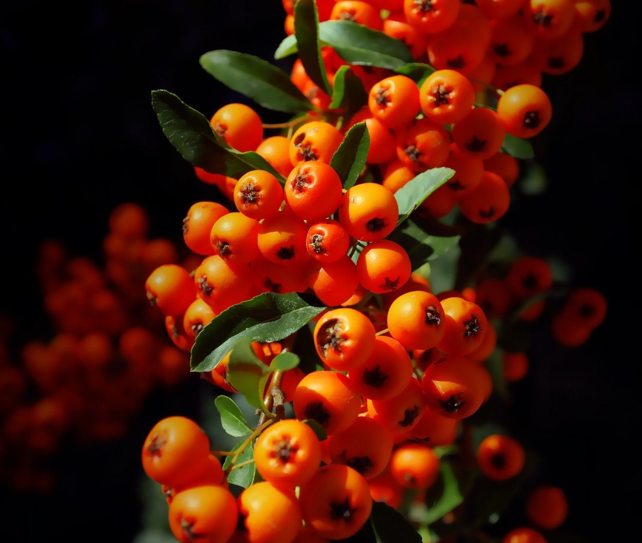 Красные и оранжевые ягоды